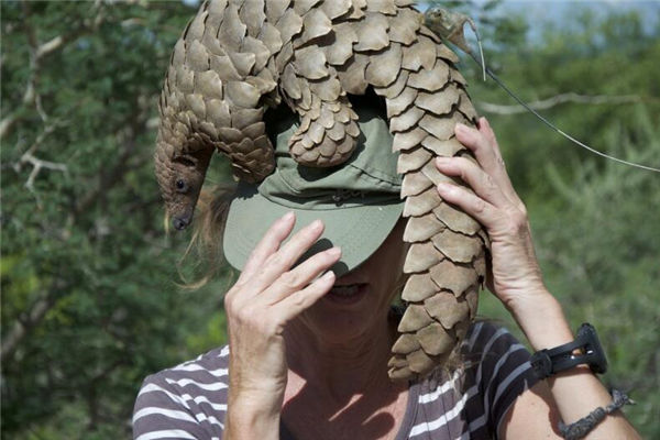 夢見穿山甲預示著什麼_周公解夢