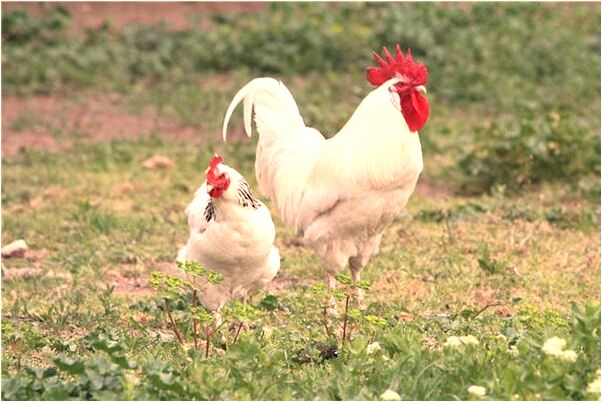 夢見給抓小三有什麼意思_周公解夢官網