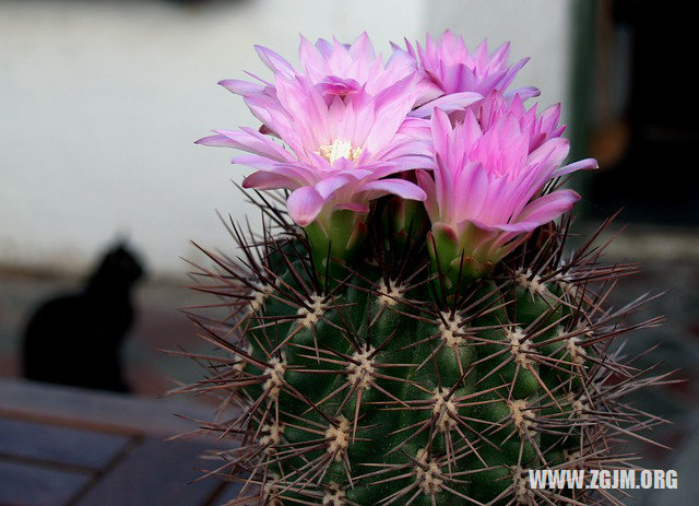 夢見吃燒烤_周公解夢夢到吃燒烤是什麼意思_做夢夢見吃燒烤好不好_周公解夢官網