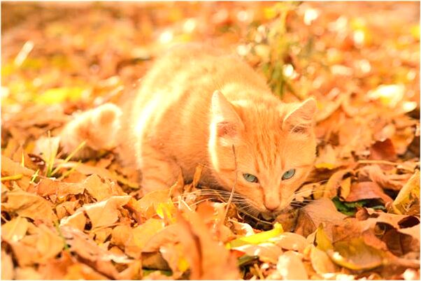 夢到借了套衣服叄拾伍元元預示什麼_周公解夢官網