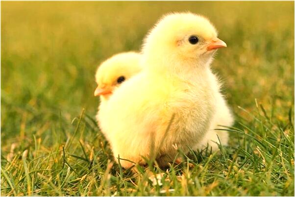 夢見小人換單位了有什麼預兆_周公解夢官網