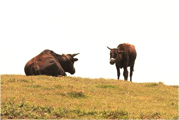 夢到了不想吃飯預示什麼_周公解夢官網