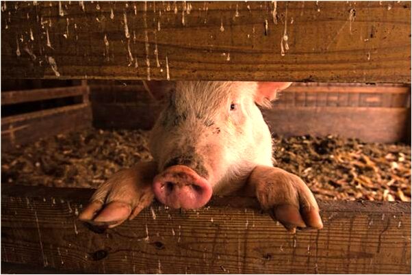 夢見床單有血跡是啥意思_周公解夢官網