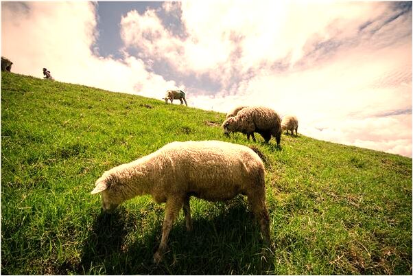 夢到與家人告別意味什麼_周公解夢官網