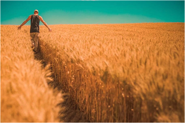 夢見挖出兩個大紅蘿蔔是什麼徵兆_周公解夢官網