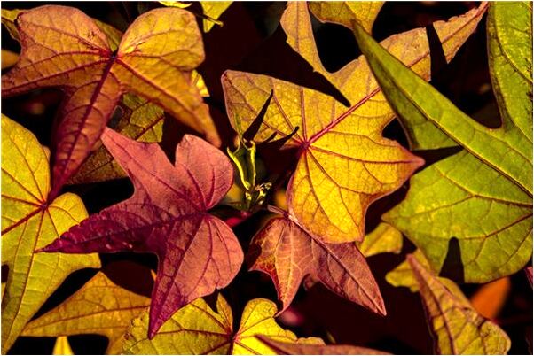 夢見自己的胸出血是什麼意思？_周公解夢官網