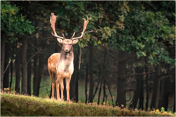 夢見進了停屍間有何寓意_周公解夢官網