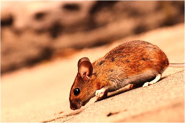 夢到了自己長了新牙齒好不好_周公解夢官網