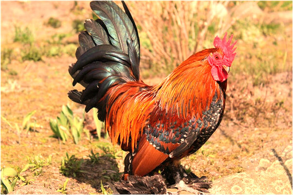 夢見孕服螃蟹怎么說_周公解夢官網