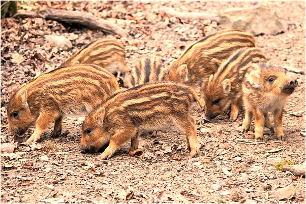 夢見在墓地哭有什麼寓意嗎？_周公解夢官網