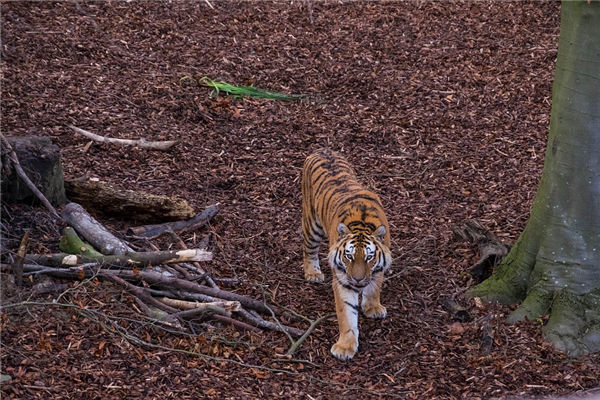 屬相虎的今年歲數_十二生肖
