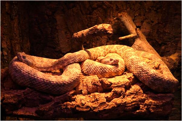 夢到了黃鼠狼咬胳膊代表著什麼？_周公解夢官網