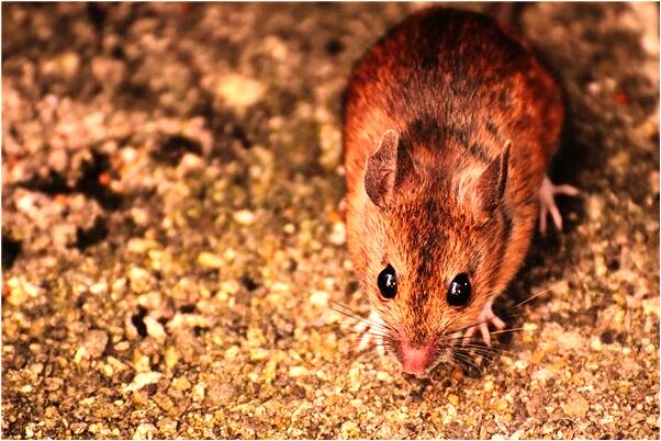 夢到了從台階旁邊走過是什麼兆頭_周公解夢官網