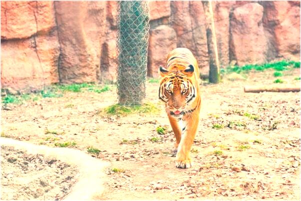 夢到了郭月秀的預兆_周公解夢官網