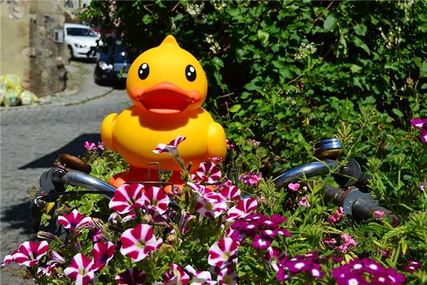 夢到了黃鴨的預兆_周公解夢