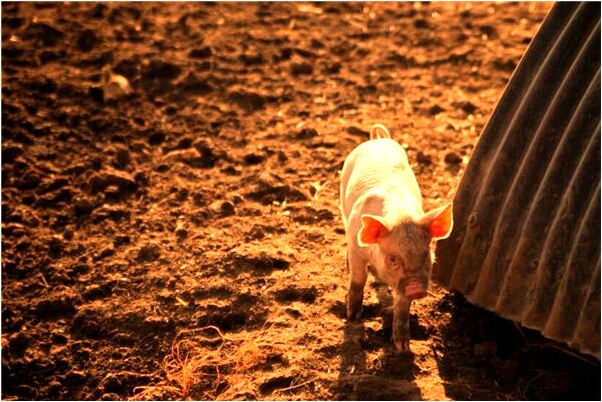 夢到了彩綢上有心心蓮花開的圖案是什麼預兆_周公解夢官網