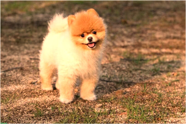 夢到了去世的外婆洗葡萄給我吃是吉兆嗎?_周公解夢官網