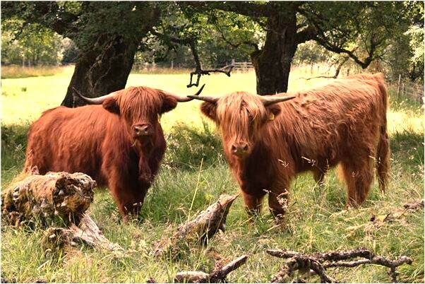 夢到了敵軍追擊是什麼意思_周公解夢官網
