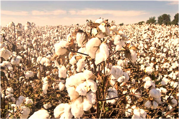 夢到了吃肉饅頭好不好_周公解夢官網