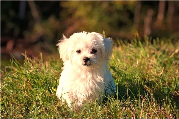 夢到嘴裡吐出蛇有什麼預兆_周公解夢官網