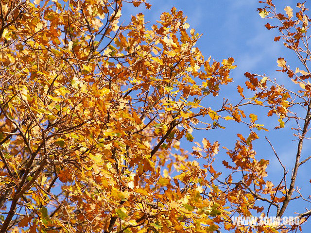 夢見撒網捕了大魚_周公解夢夢到撒網捕了大魚是什麼意思_做夢夢見撒網捕了大魚好不好_周公解夢官網
