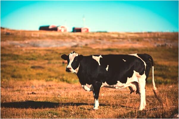 夢到媽媽死而復活有什麼意義嗎_周公解夢官網