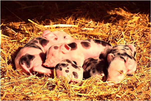 夢到爸爸穿裙子預示著什麼_周公解夢官網