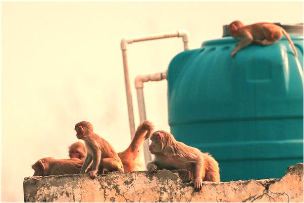 夢見抓了一條小黑蛇然後又放了會是什麼預兆_周公解夢官網