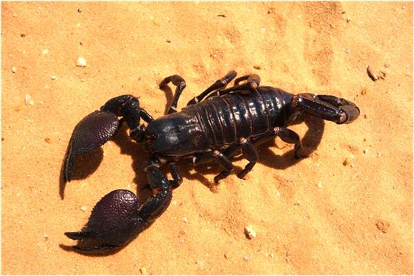 夢見自己的饃被別人搶走了有什麼含義_周公解夢官網