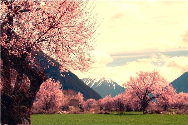 夢見手上長黑毛是吉兆嗎?_周公解夢官網