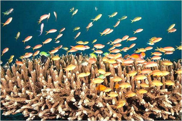 夢到了摔在豬糞里怎么回事_周公解夢官網