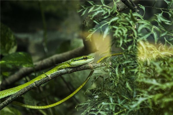 1977年屬蛇人2021年運勢及命運 45歲生肖蛇在牛年每月運程如何_十二生肖