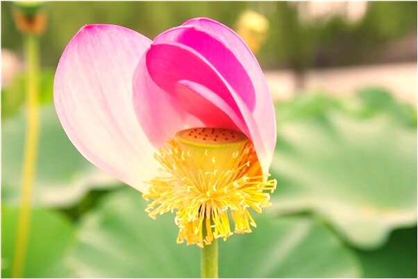 夢見老房子給別人弄垮了預示什麼_周公解夢官網