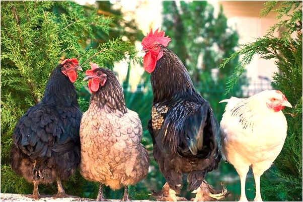 夢到好多家人的照片意味著什麼_周公解夢官網