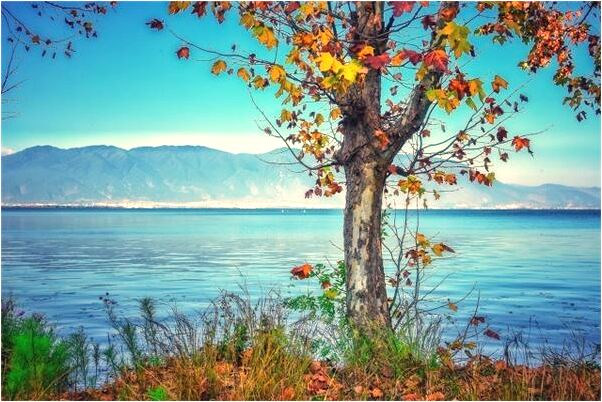 夢到了大黃貓是什麼意思？_周公解夢官網