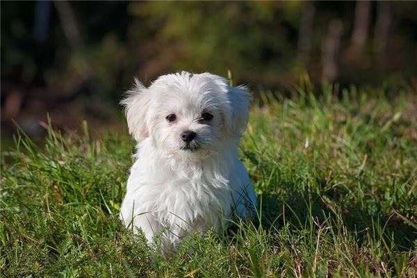 夢見小狗狗_周公解夢