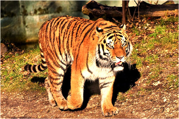 夢到了打仗死人了代表著什麼？_周公解夢官網