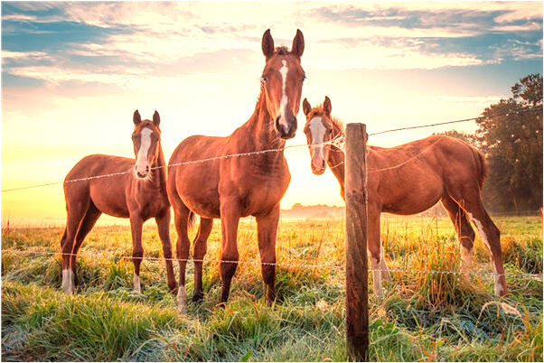 夢見我死了人是什麼徵兆_周公解夢官網