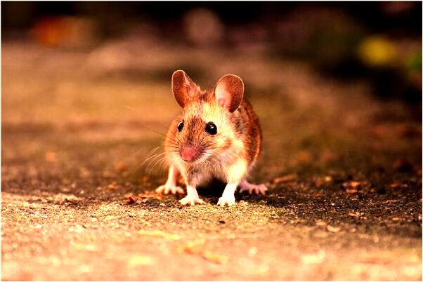 夢到了被草鞋底咬代表什麼_周公解夢官網