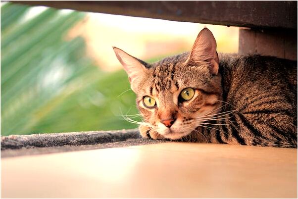 夢到了我要告狀的預兆_周公解夢官網