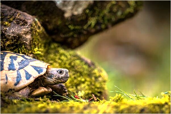 夢見已過逝的爺爺是好的徵兆嗎_周公解夢官網
