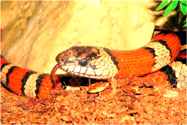 夢到了未婚女孩很多蠍子預示什麼_周公解夢官網