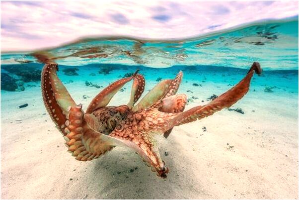 夢到了手機散架預示著什麼_周公解夢官網