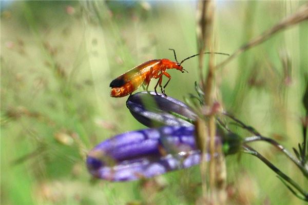 夢見大蟲_周公解夢