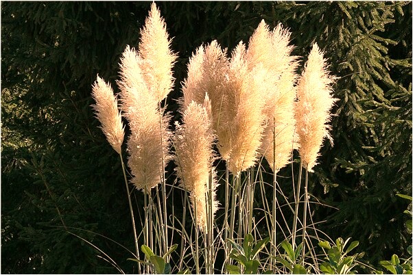 夢到了父親是神有什麼徵兆_周公解夢官網