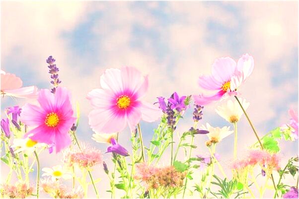 夢見死不了的烏龜是什麼預兆？_周公解夢官網