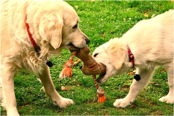 夢見與老婆婆罵仗預示著什麼_周公解夢官網