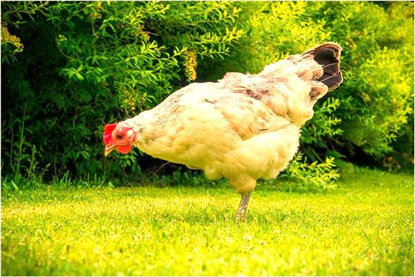 夢見一個超級大的紅色棺材是什麼預兆?_周公解夢官網