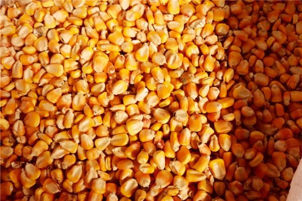 夢見玉米粒_周公解夢