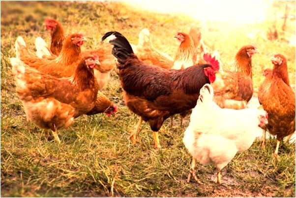 夢見別人偷桔子樹有什麼徵兆_周公解夢官網